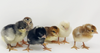 Hoover's Hatchery Assorted Old English Bantam Chickens