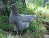 Hoover's Hatchery Sapphire Olive Egger Chicken