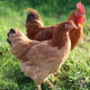 Hoover's Hatchery New Hampshire Red Chicken