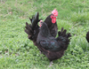 Hoover's Hatchery Black Jersey Giant Chicken