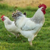 Hoover's Hatchery Delaware Chicken