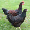 Hoover's Hatchery Barnevelder Chickens