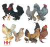 Hoover's Hatchery Assored D'Uccle Bantam, Straight Run