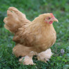 Hoover's Hatchery Buff Cochin Chicken