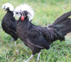 Hoover's Hatchery White Crested Black Polish Chicken