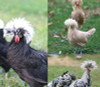 Hoover's Hatchery Assorted Polish & Crested  Chickens