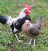 Hoover's Hatchery Silver Duck Wing Bantam Chickens