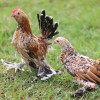 Hoover's Hatchery Bantam Mille Fleur Chickens