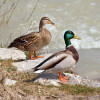 Hoover's Hatchery Mallard Ducks