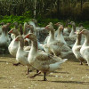 Hoover's Hatchery American Buff Geese