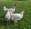 Hoover's Hatchery Sapphire Splash Chickens