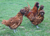 Hoover's Hatchery Gold Polish Chickens