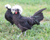 Hoover's Hatchery White Crested Black Polish Chickens