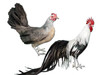 Hoover's Hatchery Silver Phoenix Chicken