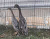 Hoover's Hatchery Blue Runner Ducks