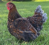 Hoover's Hatchery Blue Laced Gold Wyandotte Chicken