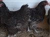 Hoover's Hatchery Chocolate Orpington (Hen Only)