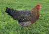 Hoover's Hatchery Bielefelder Chicken