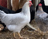 Hoover's Hatchery Isabella Leghorn
