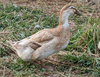 Hoover's Hatchery Golden Cascade Duck