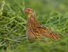 Hoover's Hatchery Coturnix Quail