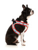 FuzzYard You Drive Me Glazy Step-In Dog Harness