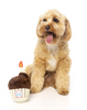 FuzzYard Birthday Cupcake Plush Dog Toy