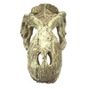 Komodo T-Rex Skull Tank Decor