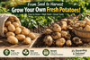 plant seed potatoes
