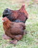 Hoover's Hatchery Partridge Cochin Bantam Chicken