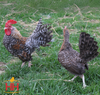 Hoover's Hatchery Crele Old English Bantam