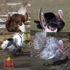 Hoover's Hatchery Heritage Turkey variety pack