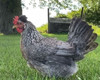 Hoover's Hatchery Cream Legbar Chicken