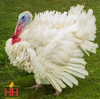 Hoover's Hatchery Broad Breasted White Turkey