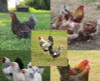 Hoover's Hatchery Assorted Wyandotte Chickens