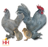 Hoover's Hatchery Self Blue D'Uccle Bantam