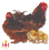 Hoover's Hatchery Red Frizzled Cochin Bantam