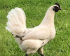 Hoover's Hatchery Pearl Onyx Chicken