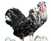 Hoover's Hatchery Mottled Houdan Chicken