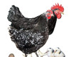 Hoover's Hatchery Mottled Java Chicken