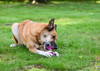 Multipet Giggle Chews Dog Toys