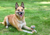 Multipet Giggle Chews Dog Toys