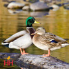 Hoover's Hatchery Mallard Duck