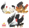 Hoover's Hatchery Assorted Japanese Bantams, Straight Run