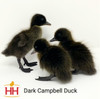 Hoover's Hatchery Dark Campbell Duck