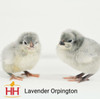 Hoover's Hatchery Lavender Orpington Chickens