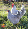 Hoover's Hatchery Lavender Orpington Chickens