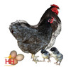 Hoover's Hatchery Blue Wyandotte Chicken