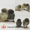 Hoover's Hatchery Assorted Sapphire Chickens