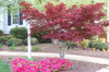 A mature Willowbrook Bloodgood Japanese Maple tree with deep red foliage in a landscaped yard.